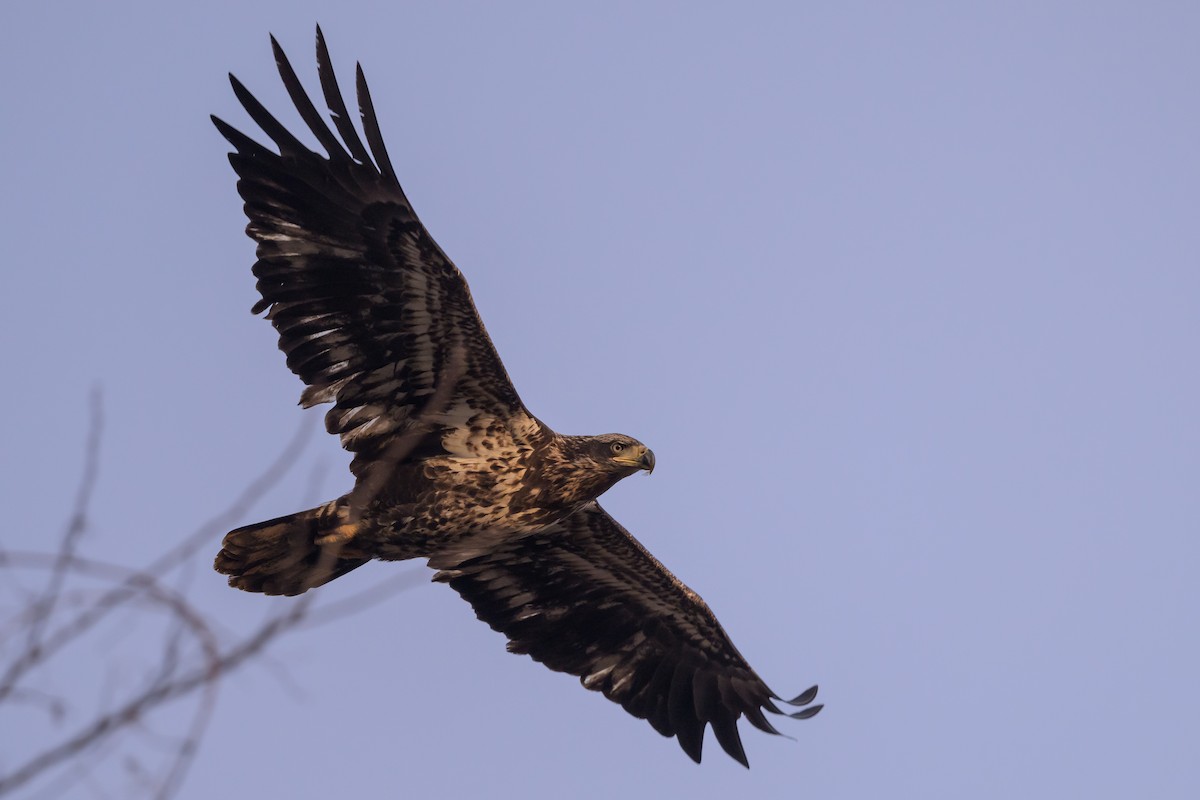 Bald Eagle - ML620896144