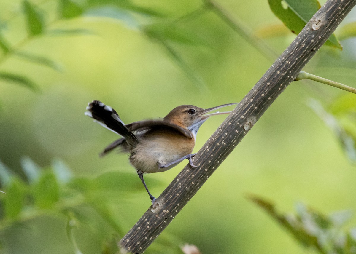 Long-billed Gnatwren - ML620896148