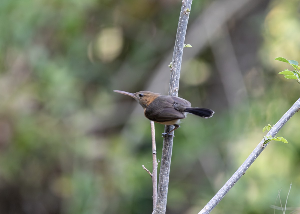 Long-billed Gnatwren - ML620896150