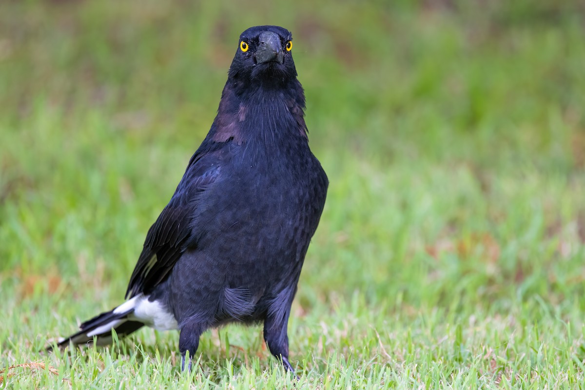 Pied Currawong - ML620896172