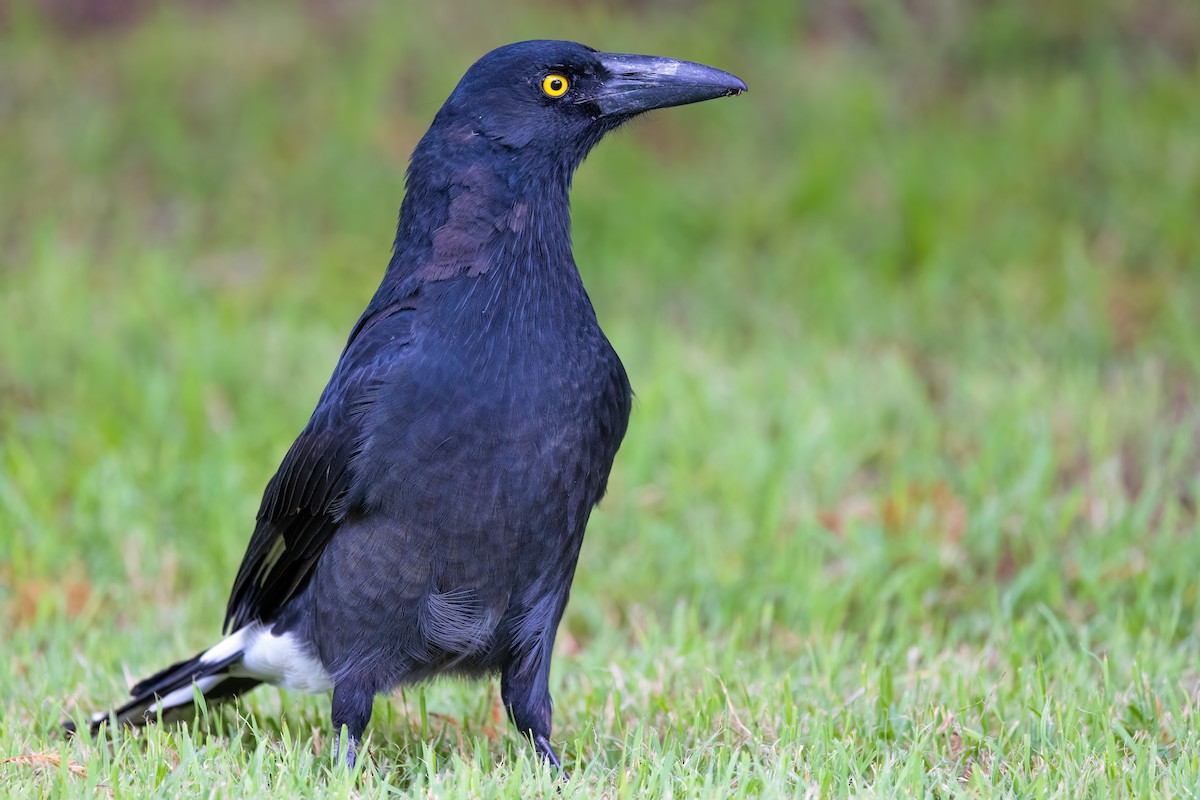 Pied Currawong - ML620896173