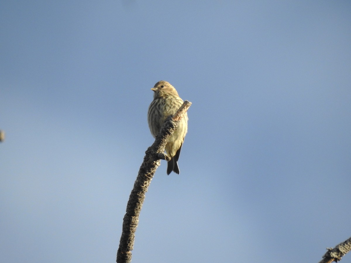 Pine Siskin - ML620896176