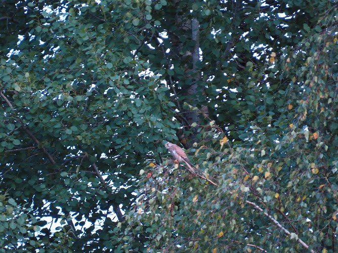 Eurasian Kestrel - ML620896203