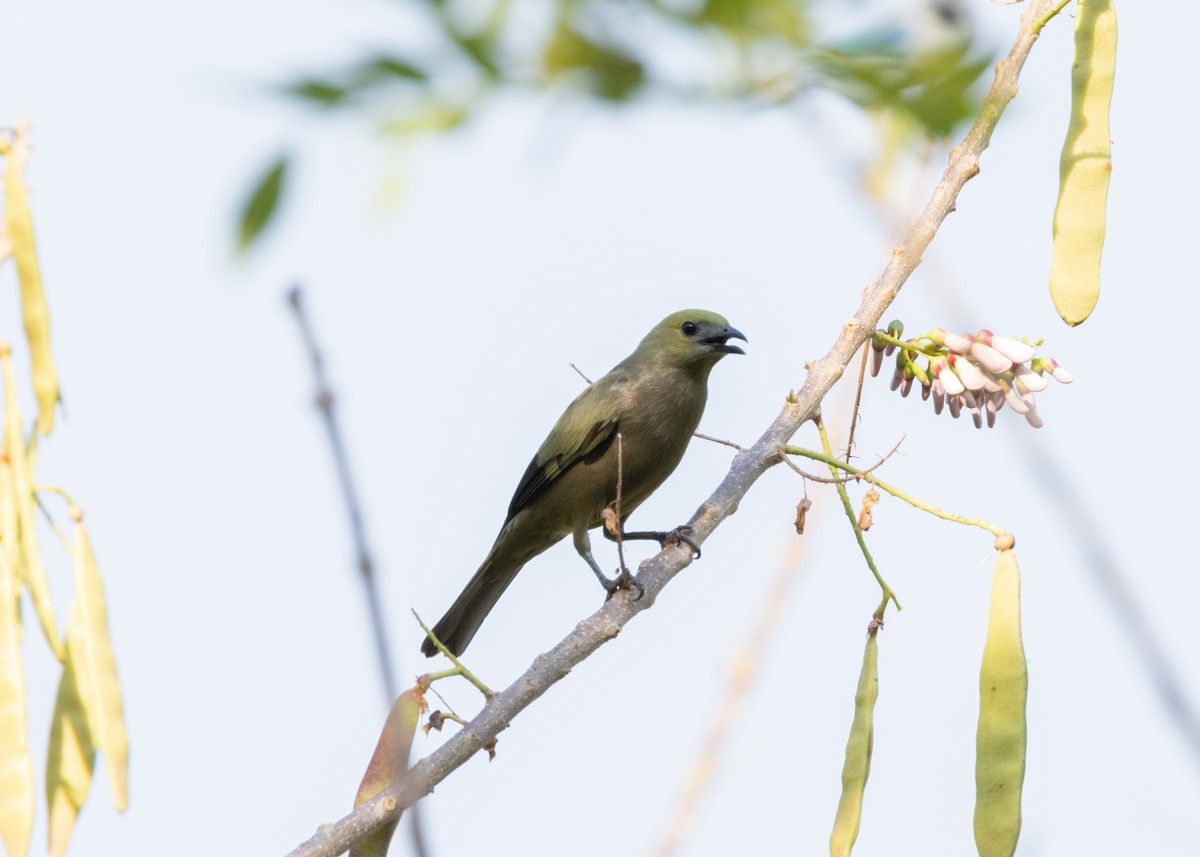 Palm Tanager - ML620896232