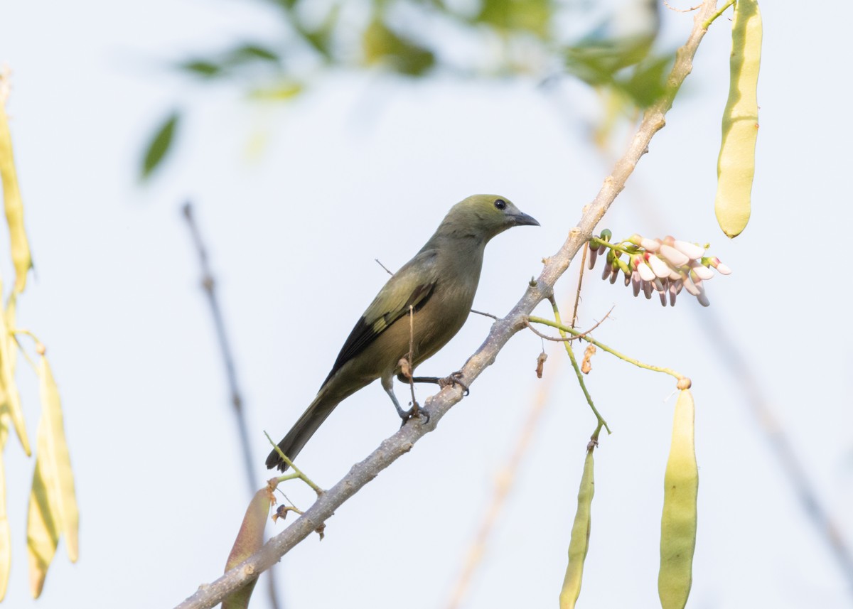 Palm Tanager - ML620896234