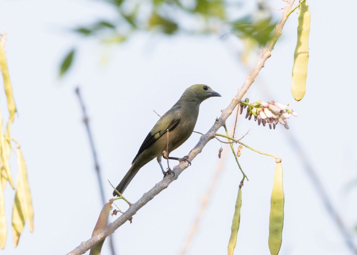 Palm Tanager - ML620896235
