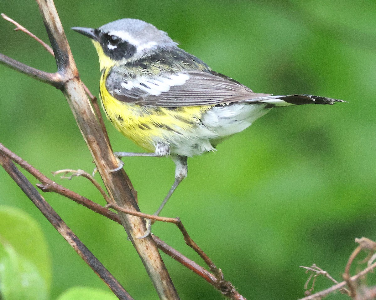 Magnolia Warbler - Rick Kittinger