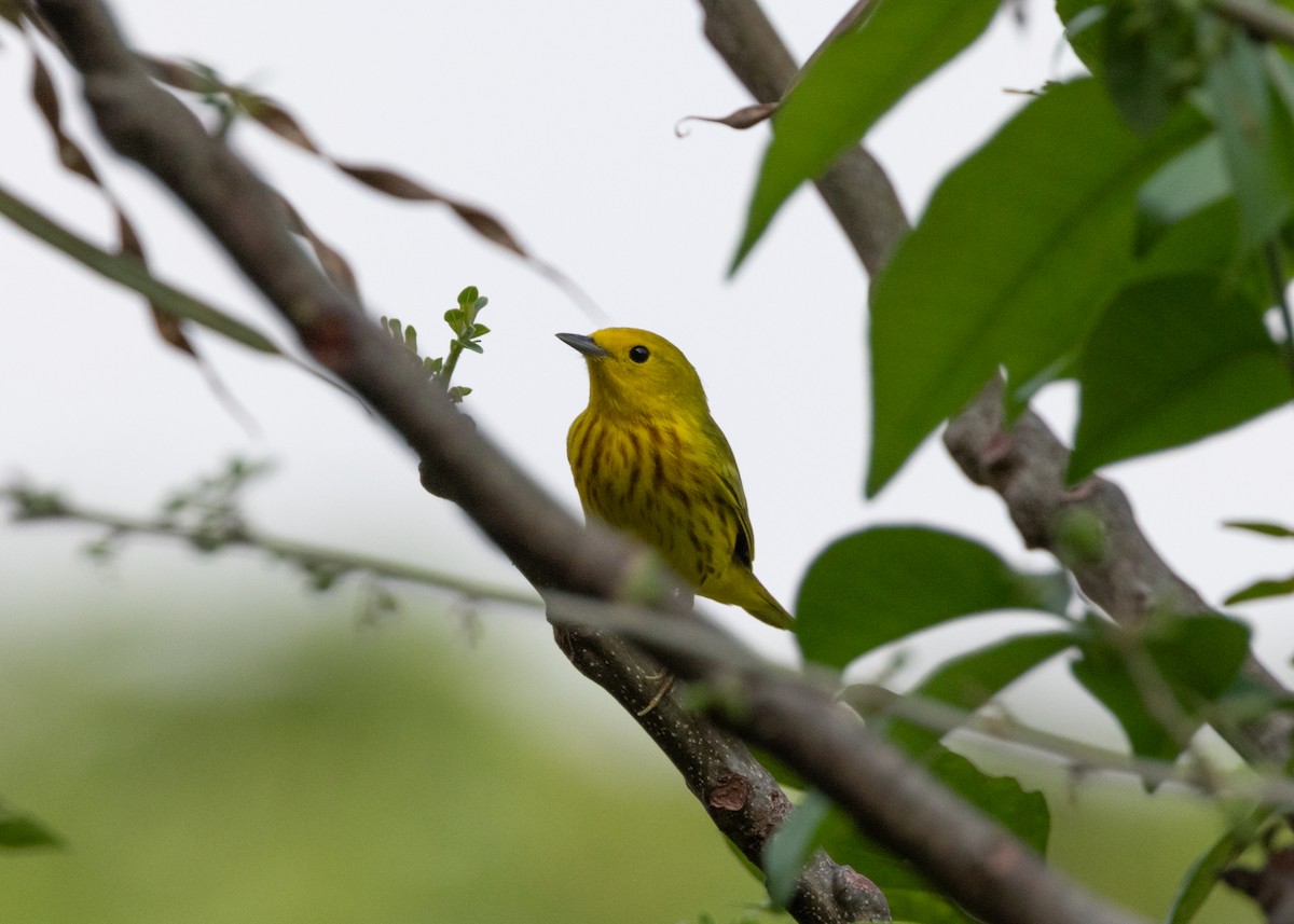 Yellow Warbler - ML620896237