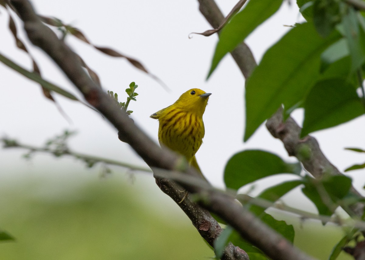 Yellow Warbler - ML620896238