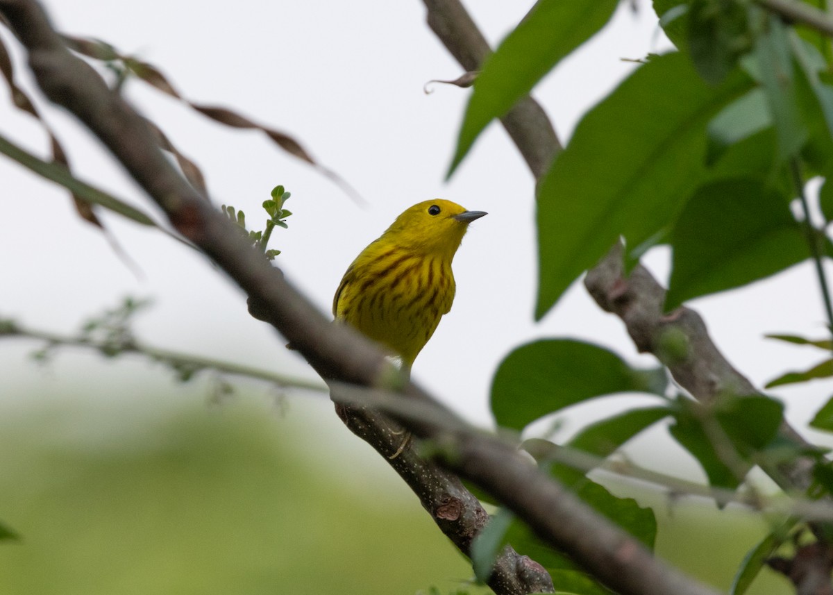 Yellow Warbler - ML620896239