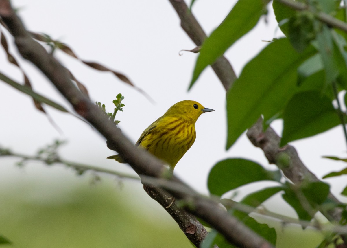 Yellow Warbler - ML620896240