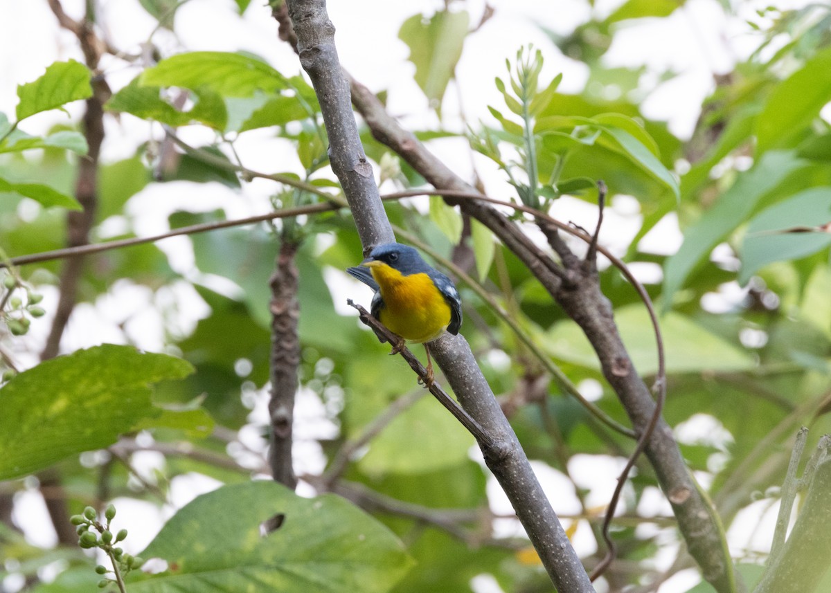 Tropical Parula - ML620896246