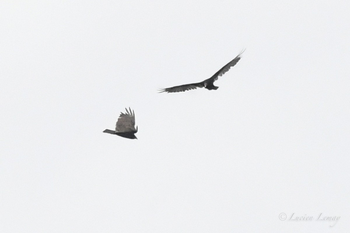 Turkey Vulture - ML620896249