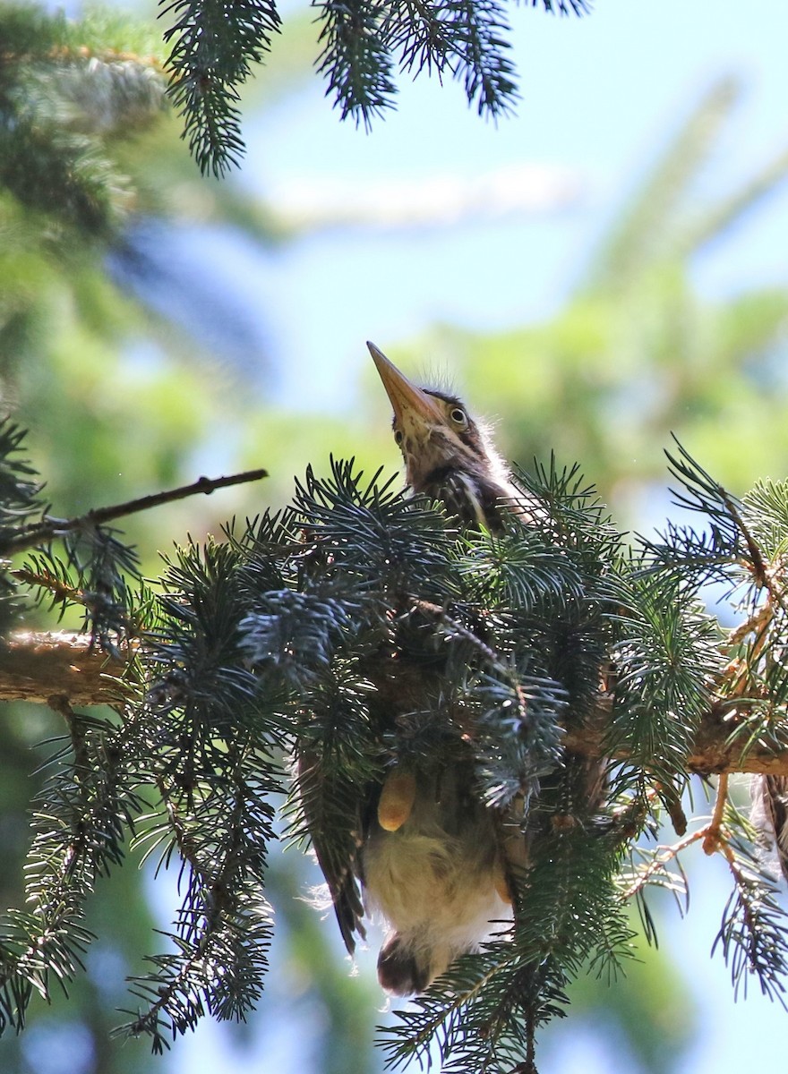 Green Heron - ML620896251