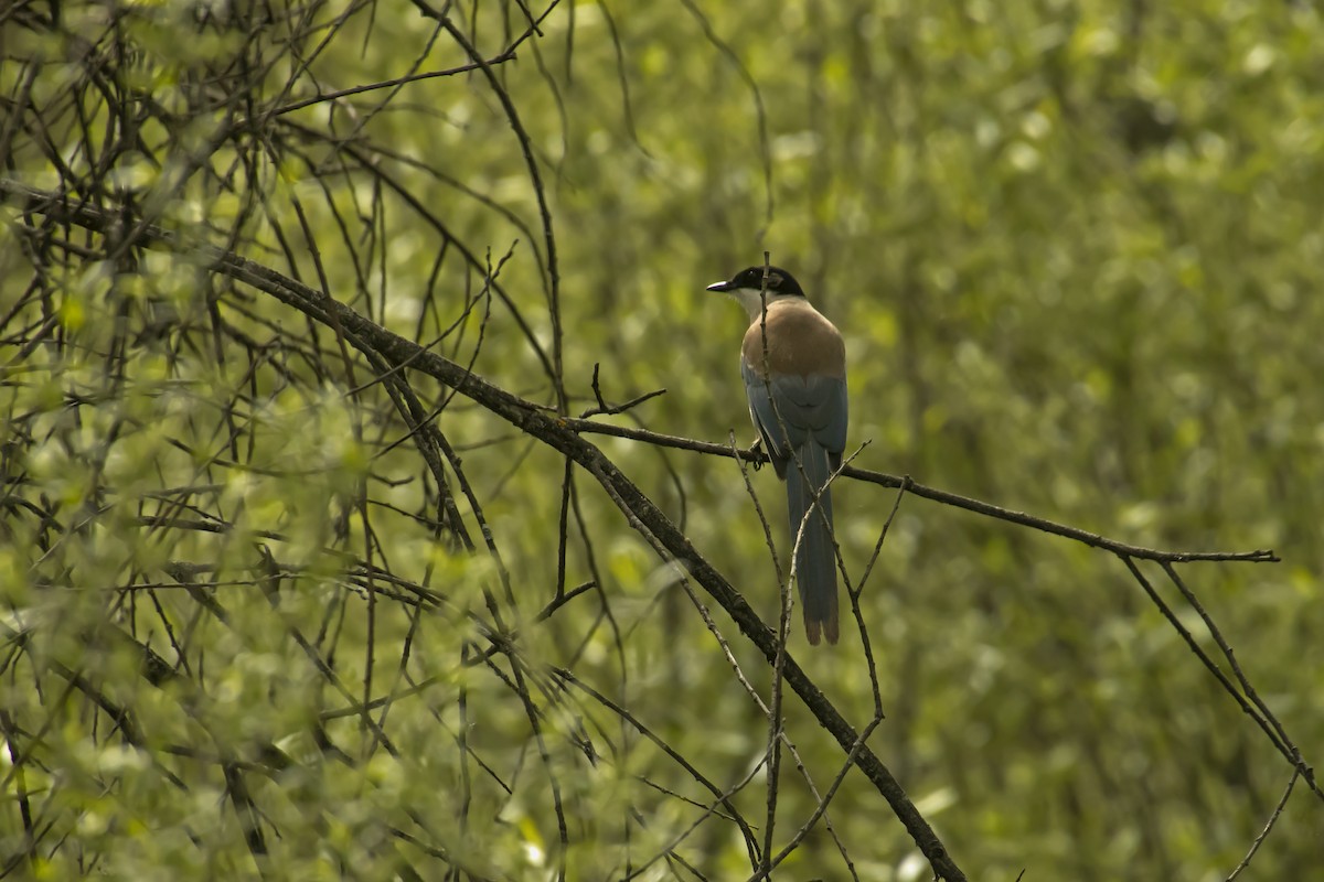 Iberian Magpie - ML620896258