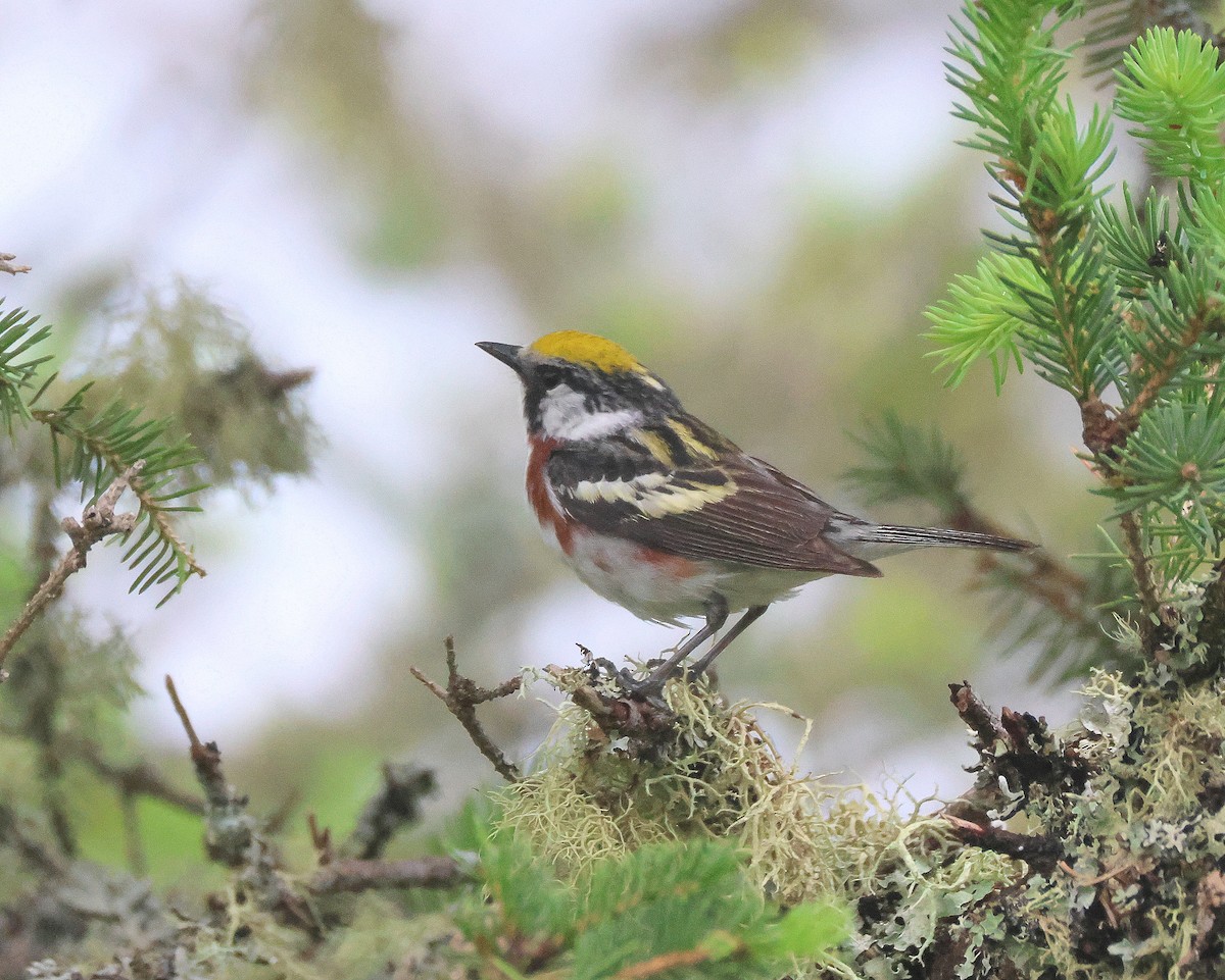 Chestnut-sided Warbler - ML620896270