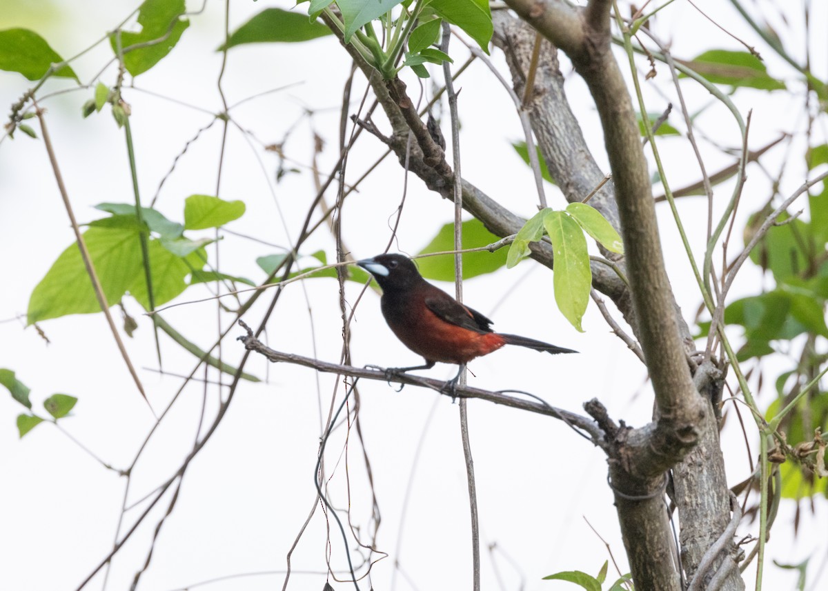 Crimson-backed Tanager - ML620896275