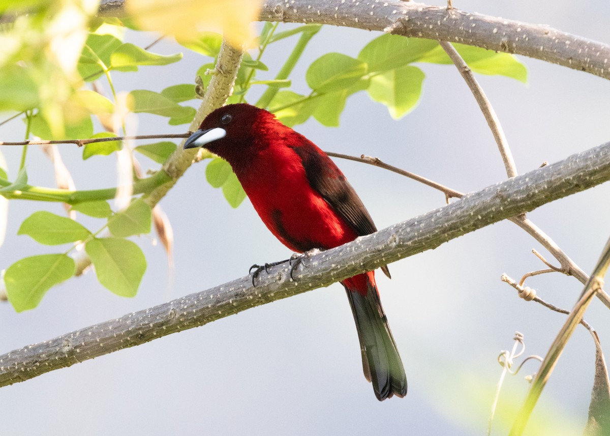 Crimson-backed Tanager - ML620896281