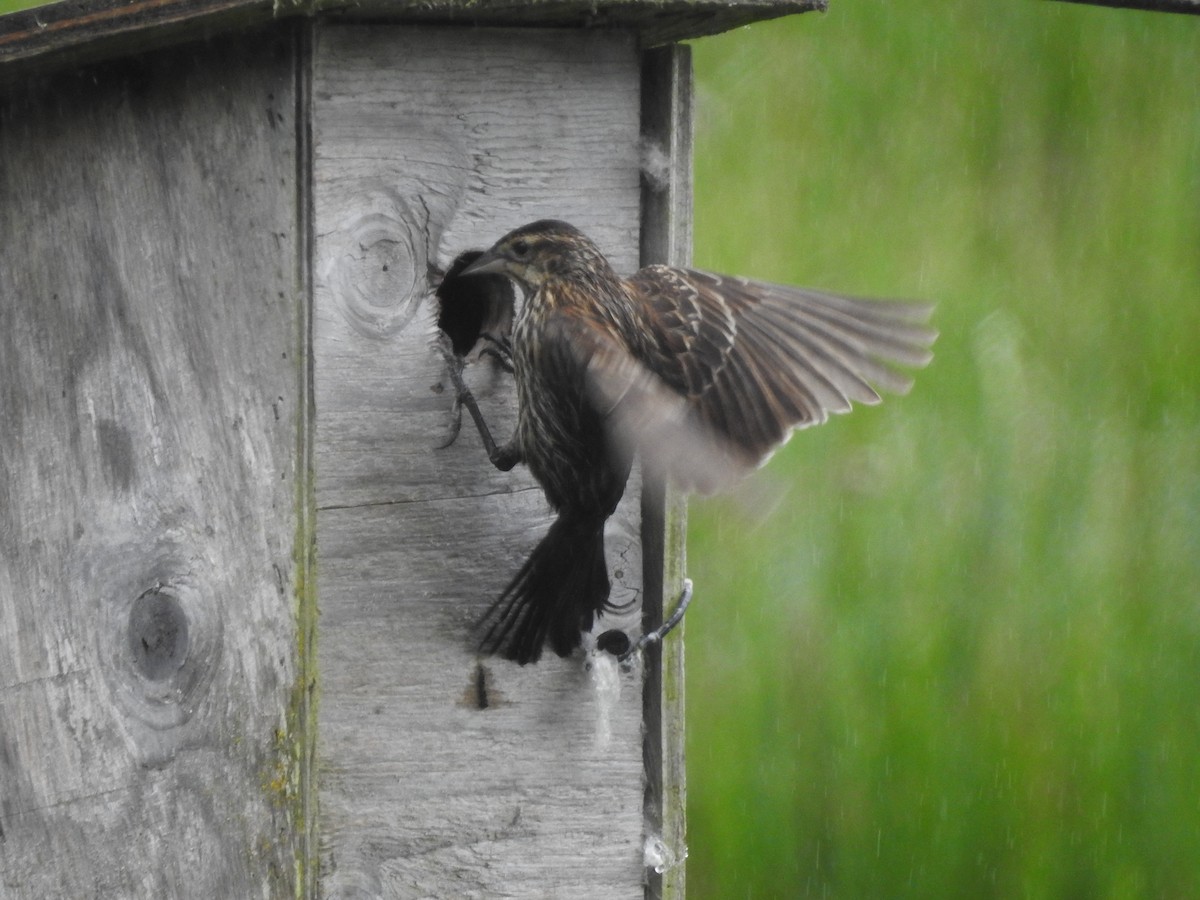 Red-winged Blackbird - ML620896286