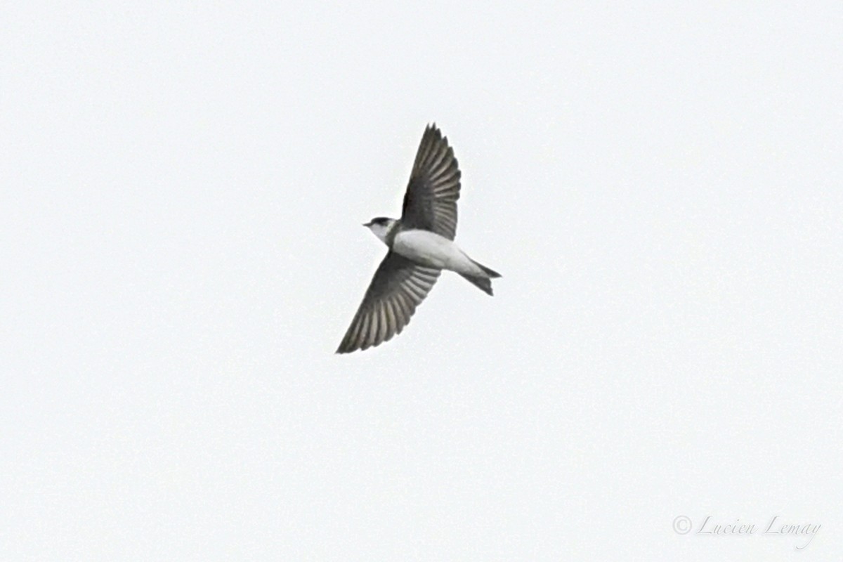 Bank Swallow - ML620896291