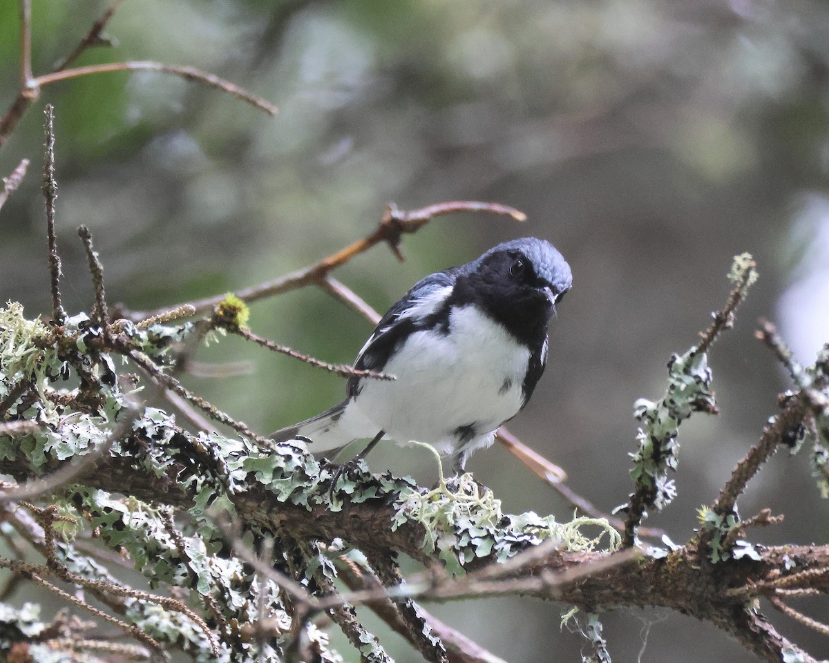 Black-throated Blue Warbler - ML620896292