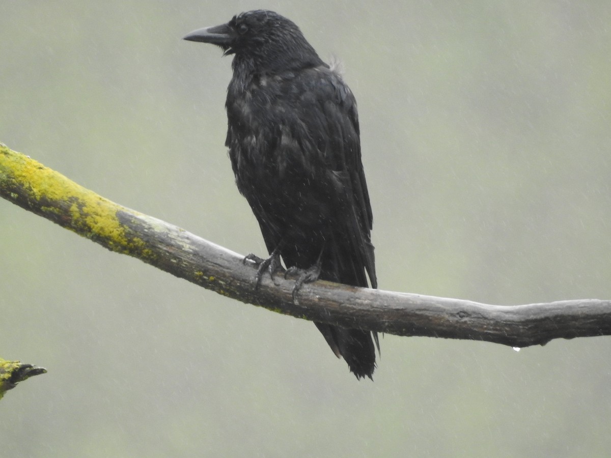 American Crow - ML620896294