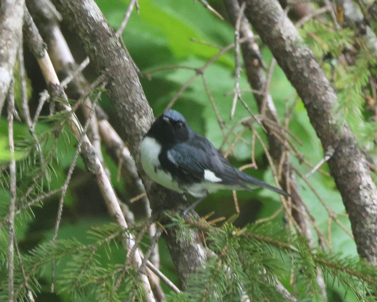 Black-throated Blue Warbler - ML620896300