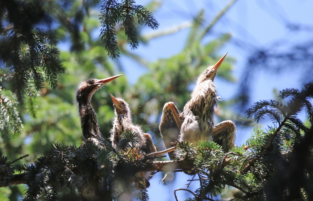 Green Heron - ML620896302