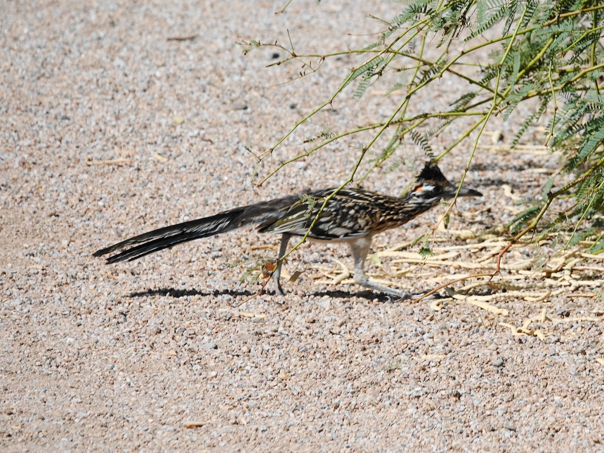 Greater Roadrunner - ML620896303