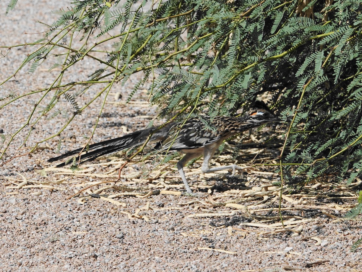 Greater Roadrunner - ML620896304