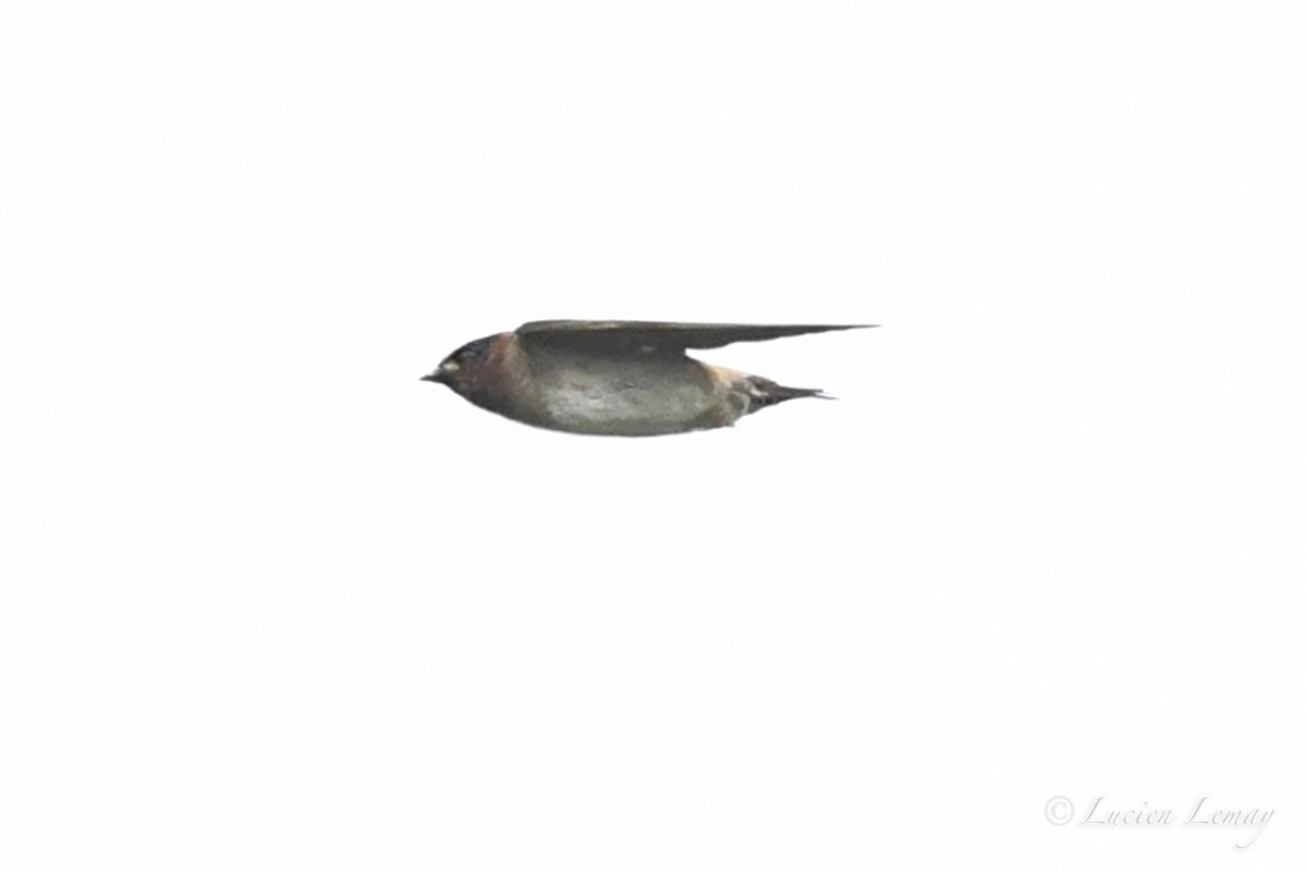 Cliff Swallow - ML620896306