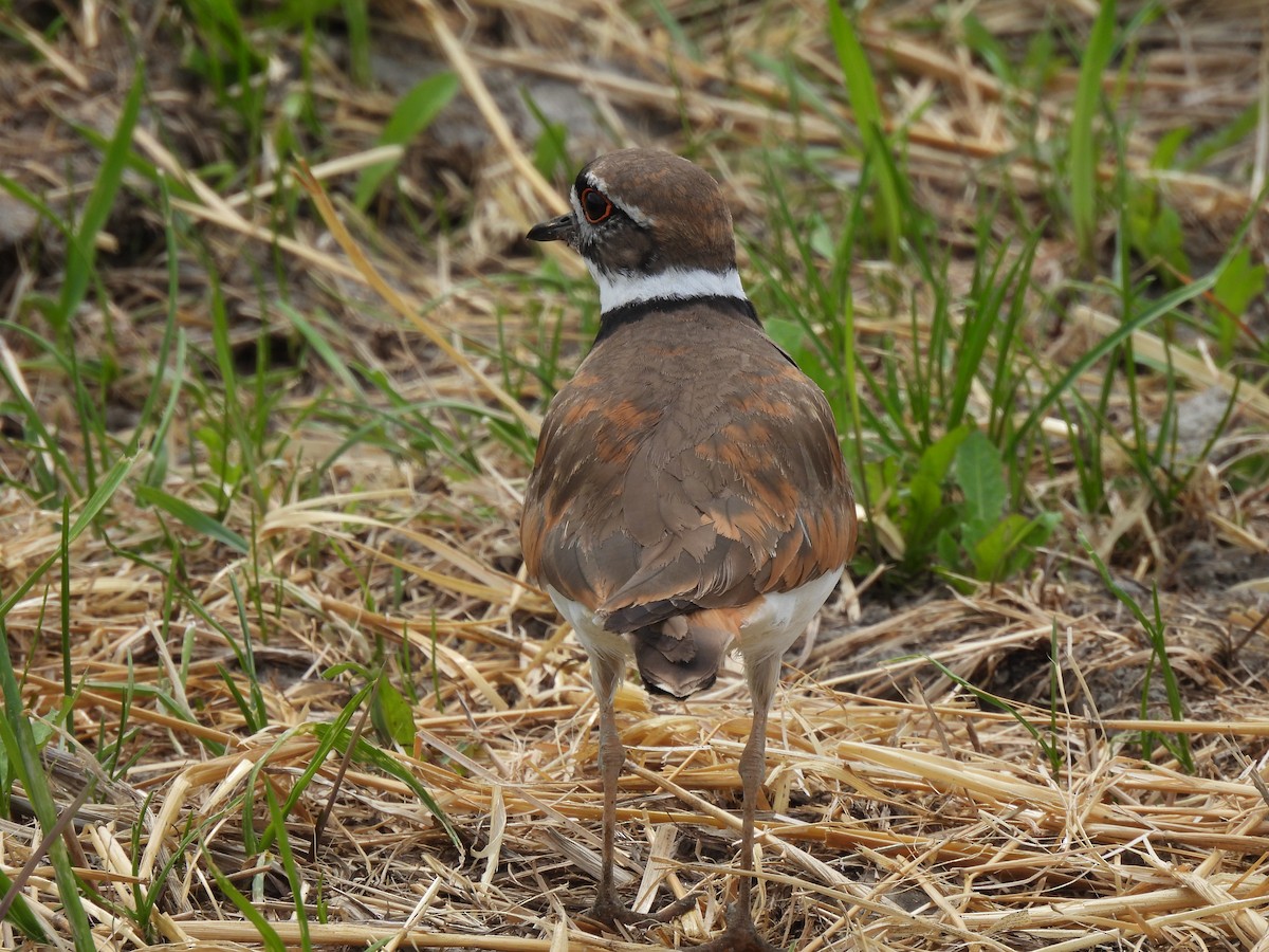 Killdeer - ML620896347