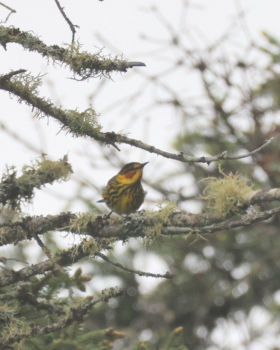 Cape May Warbler - ML620896351