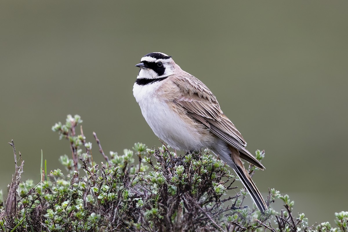 Horned Lark (Tibetan) - ML620896359