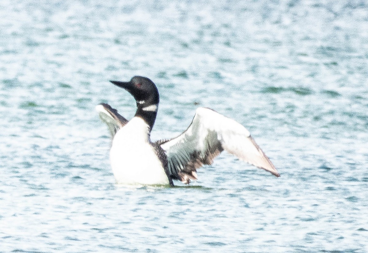 Common Loon - ML620896361