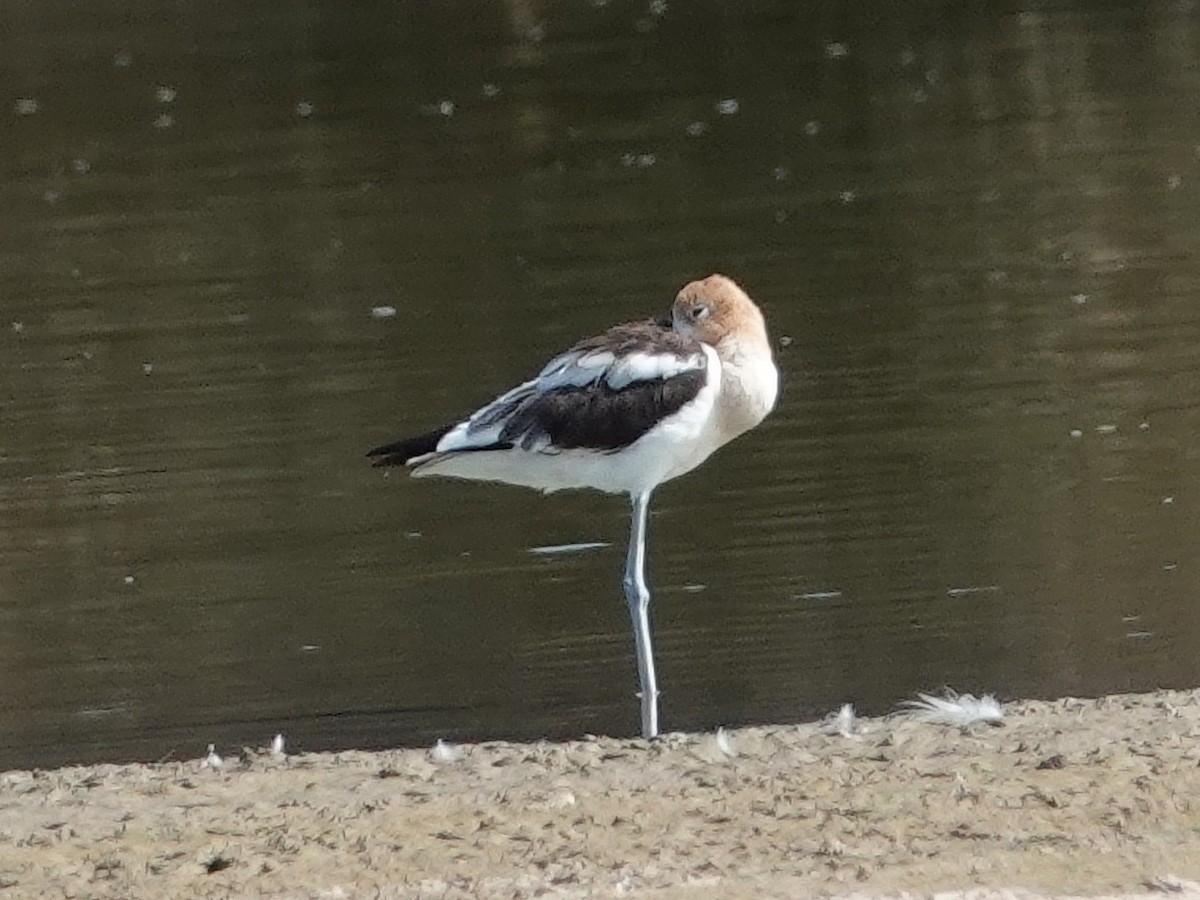 Avocette d'Amérique - ML620896363