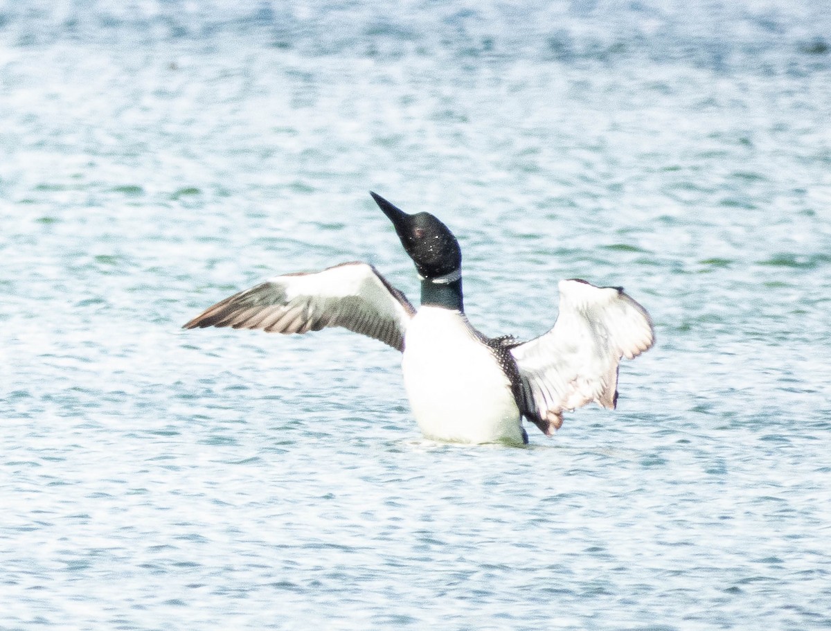 Common Loon - ML620896364