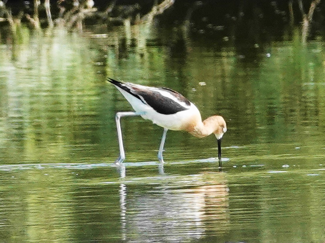 Avocette d'Amérique - ML620896365