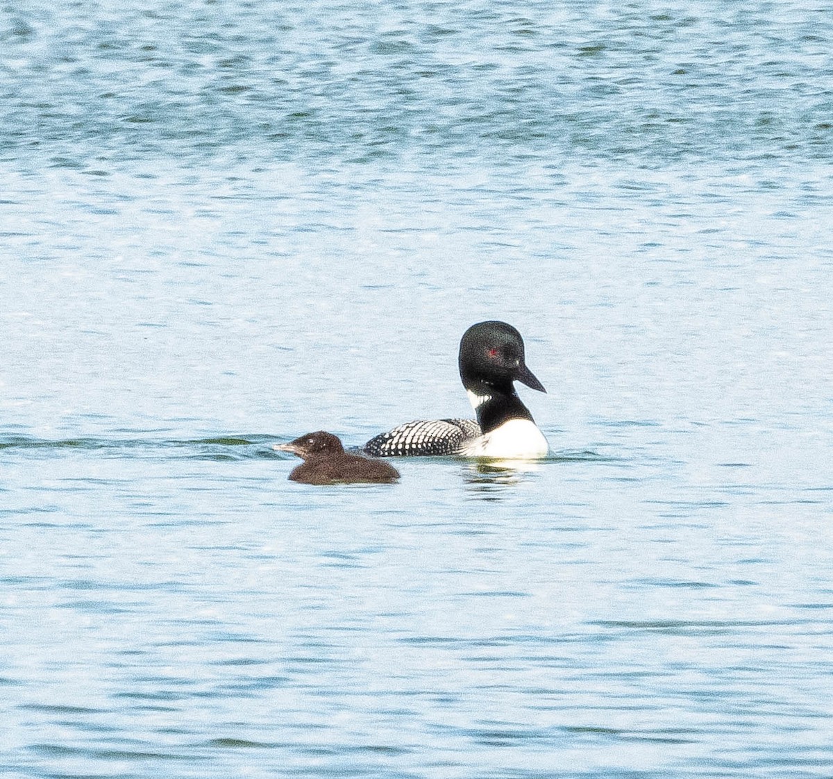 Common Loon - Amanda Dulworth