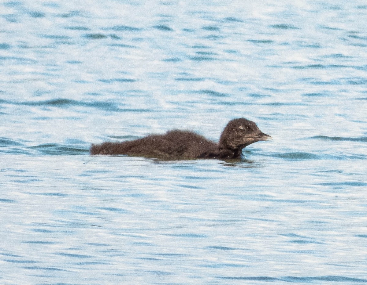 Common Loon - ML620896371