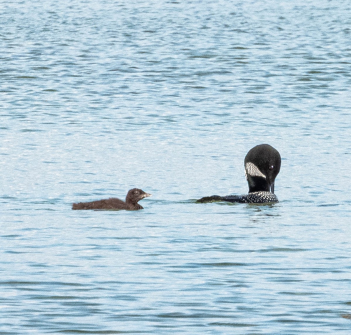 Common Loon - ML620896372