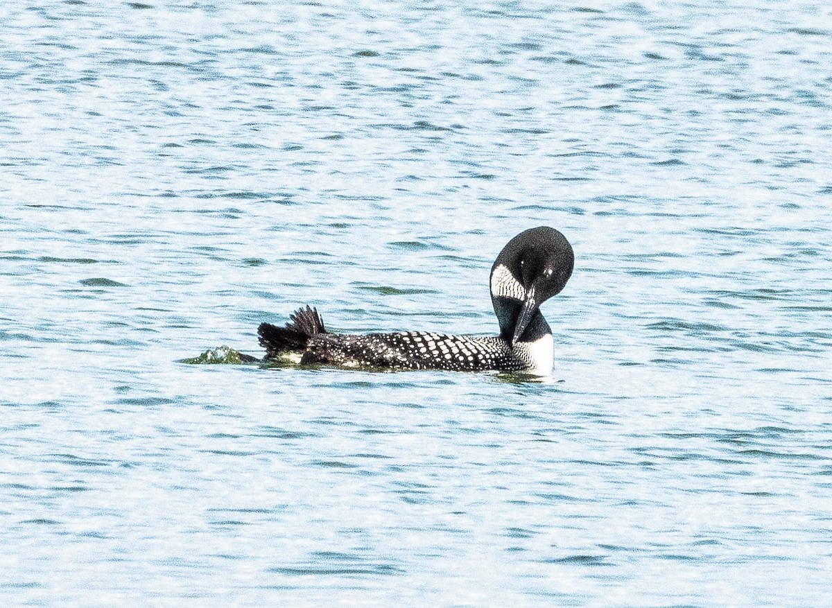 Common Loon - ML620896375