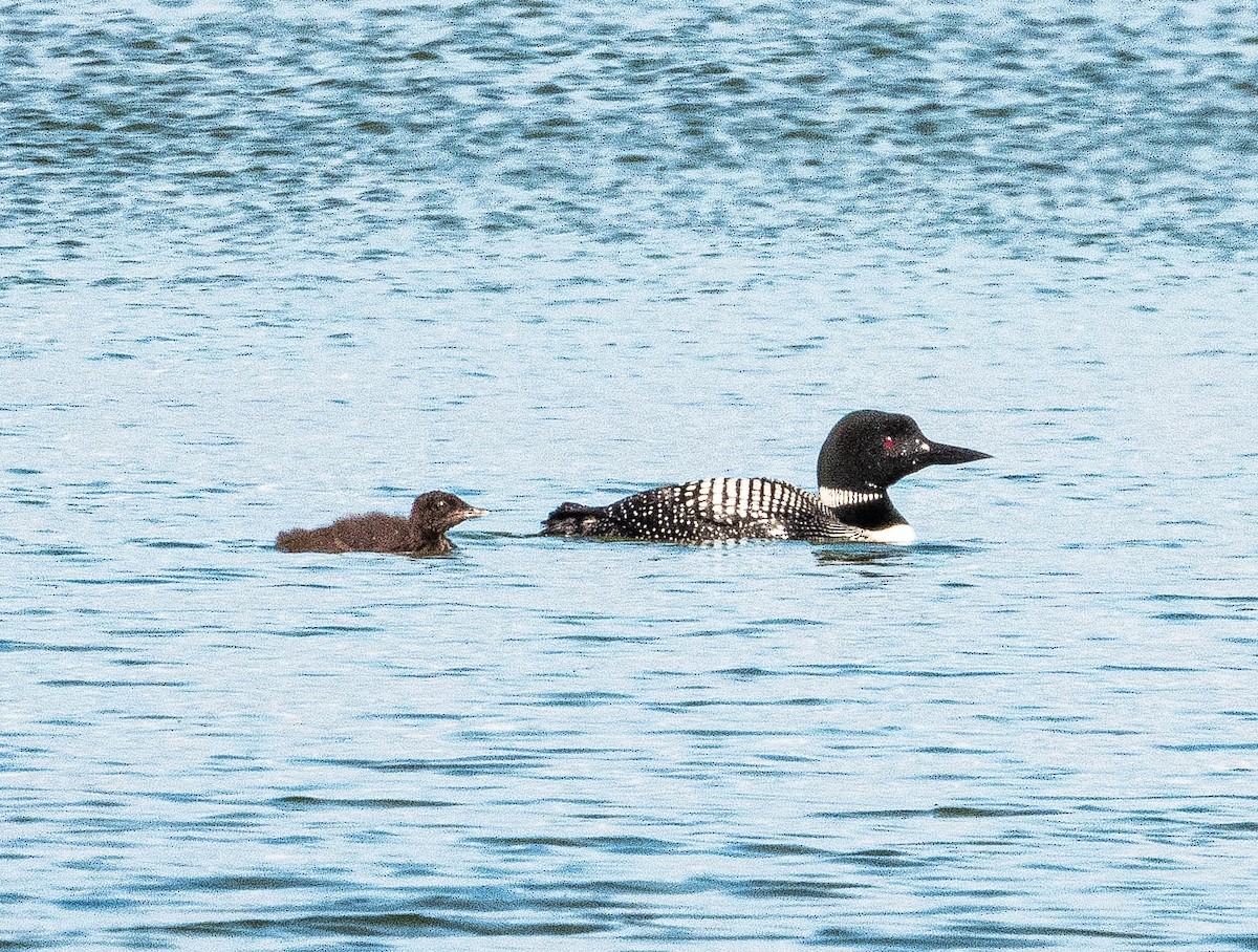 Common Loon - ML620896376