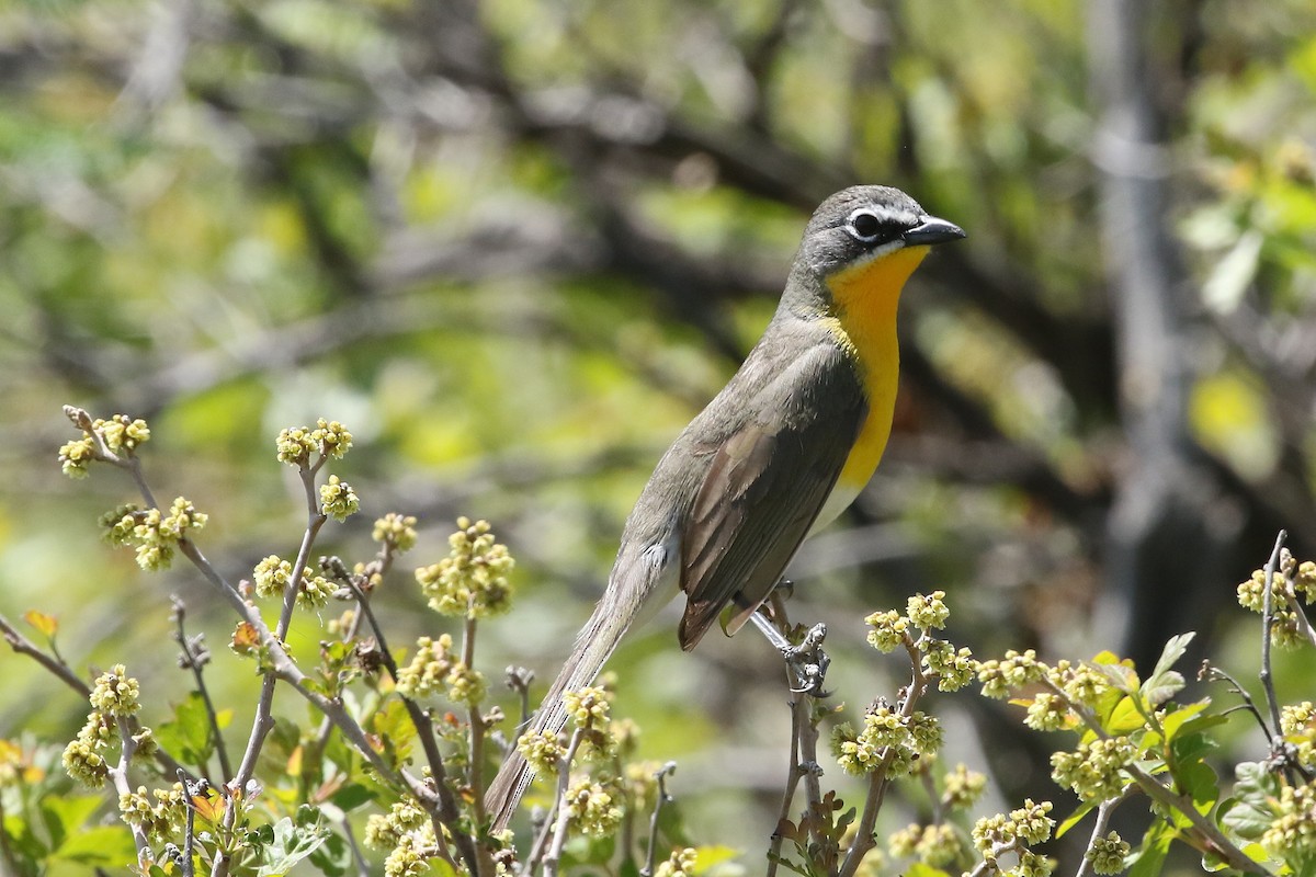 Yellow-breasted Chat - ML620896379