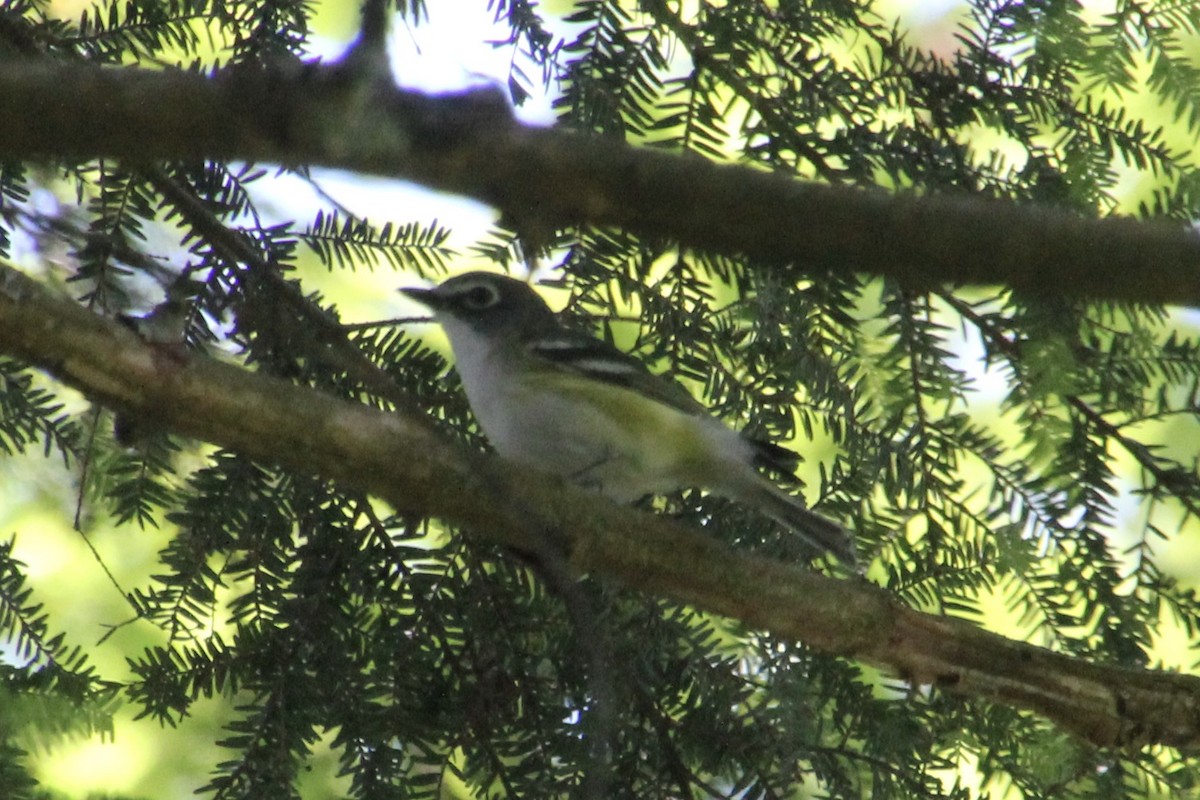 Blue-headed Vireo - ML620896381