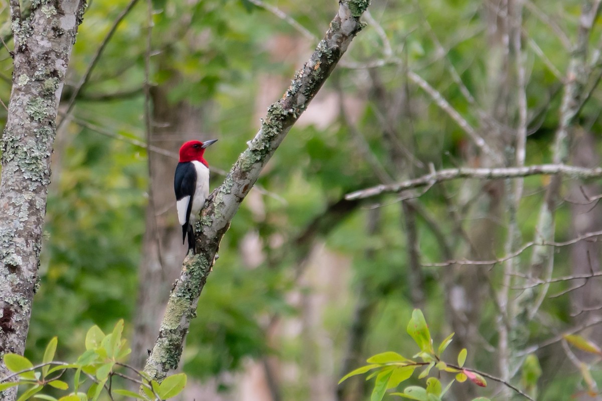 Red-headed Woodpecker - ML620896384