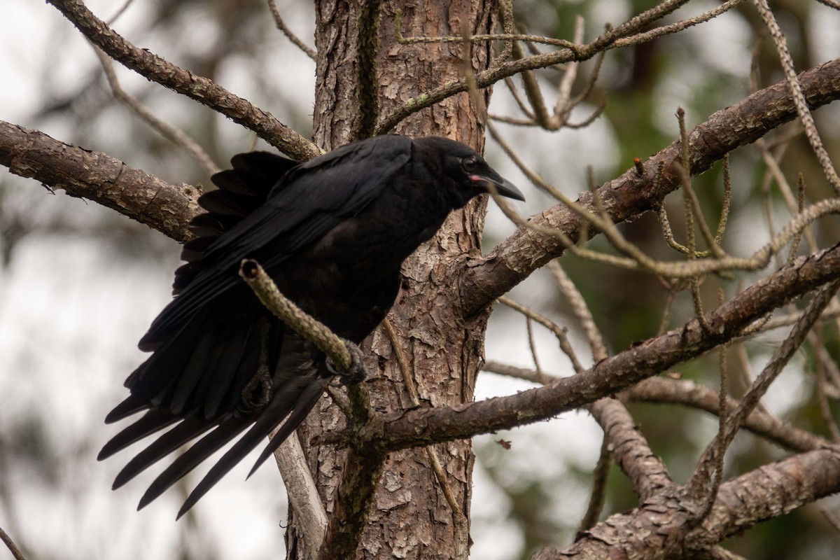 American Crow - ML620896390