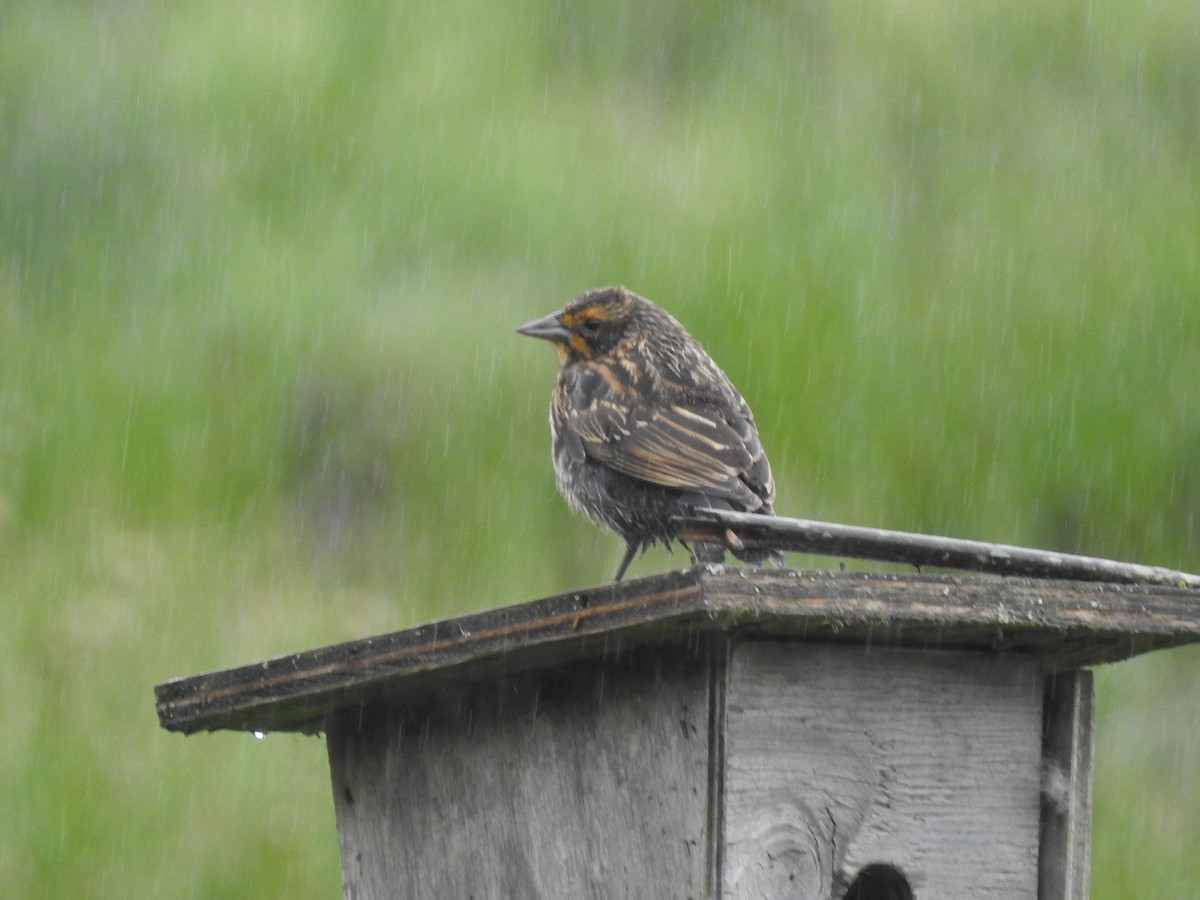 Red-winged Blackbird - Peter Erickson