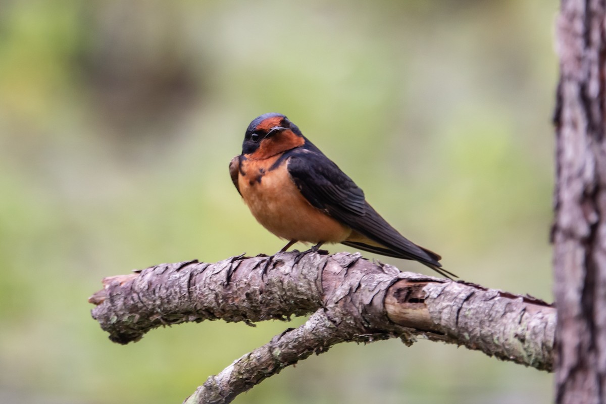 Golondrina Común - ML620896413