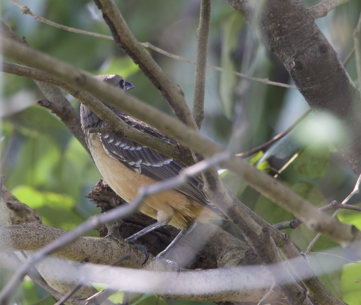 Fawn-breasted Bowerbird - ML620896414